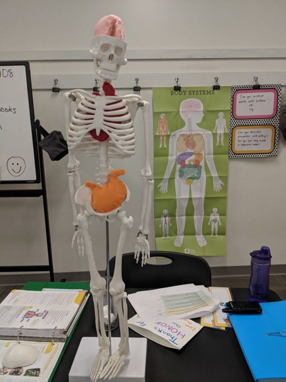 Skeleton model in science classroom
