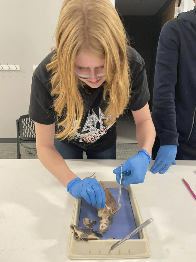 Student dissecting a mouse